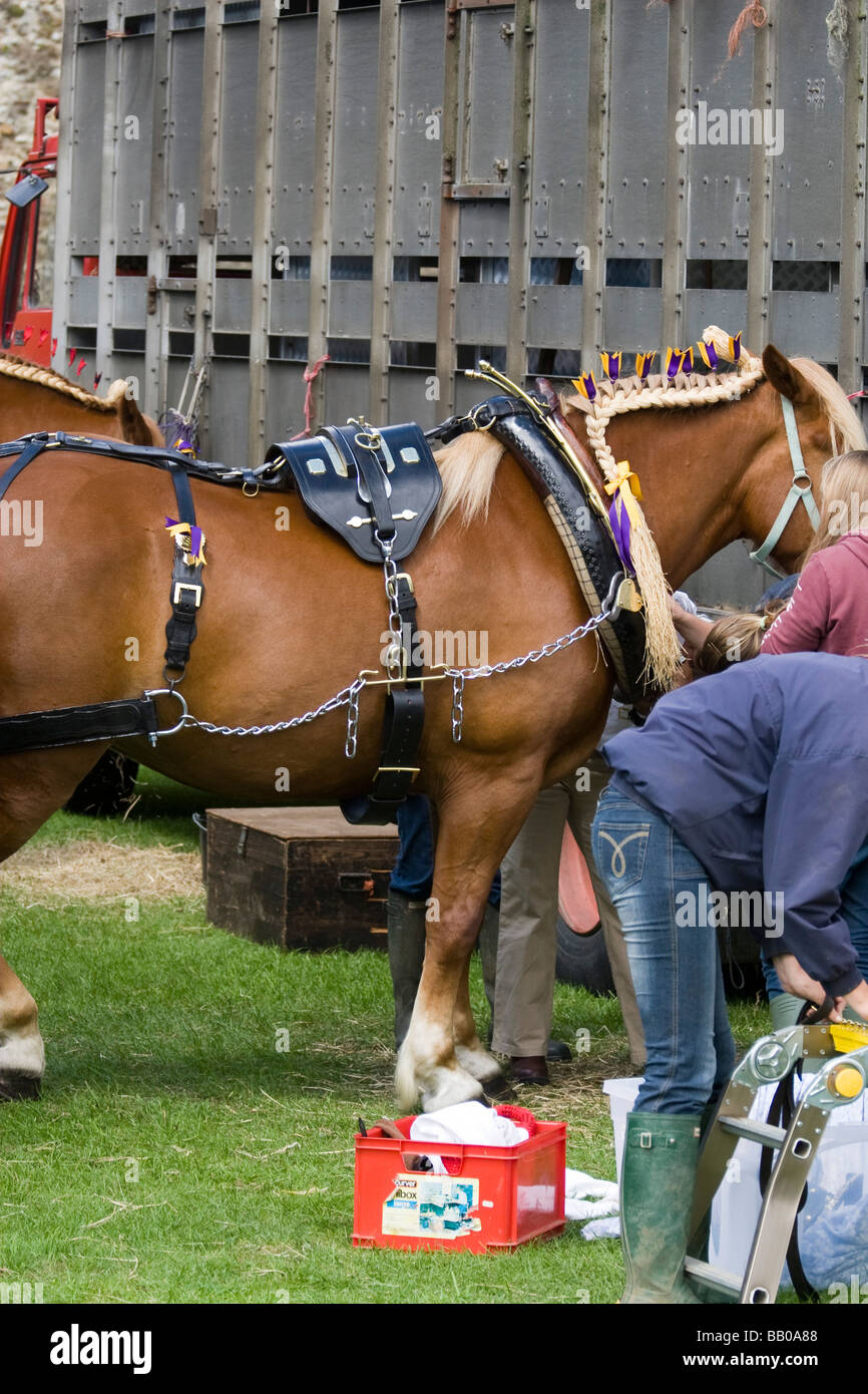 Magnificent Suffolk Punch horse in cart horse tack at the Framlingham