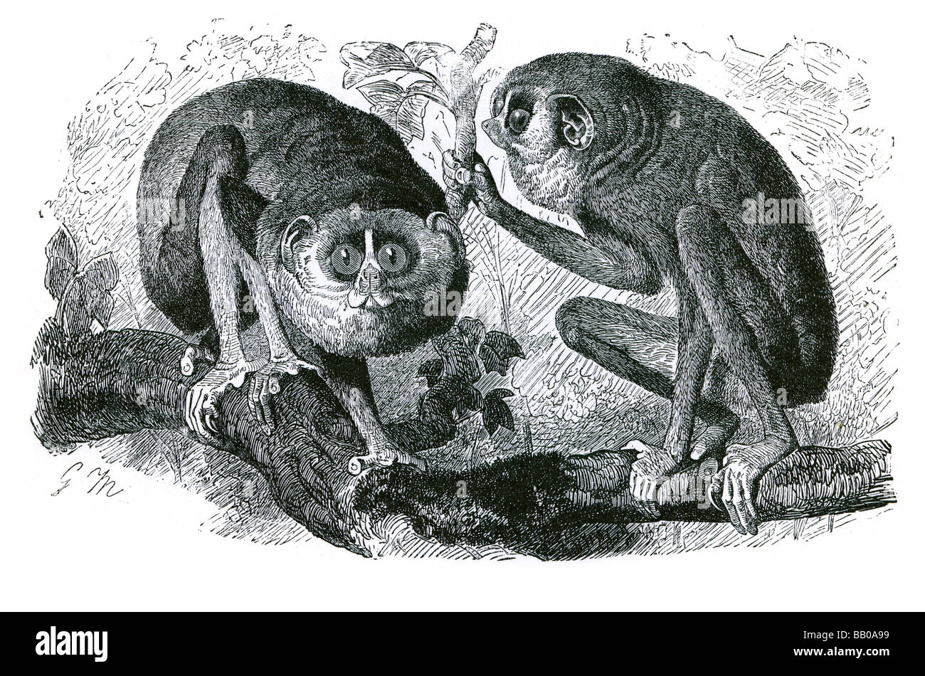 the slender loris Lorisidae Loridae strepsirrhine angwantibos slim arboreal Stock Photo