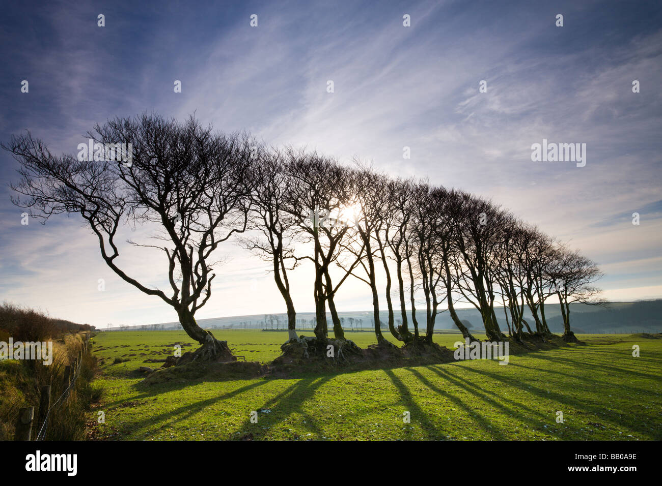 Beech tree hedge in Exmoor National Park Devon England January 2009 Stock Photo