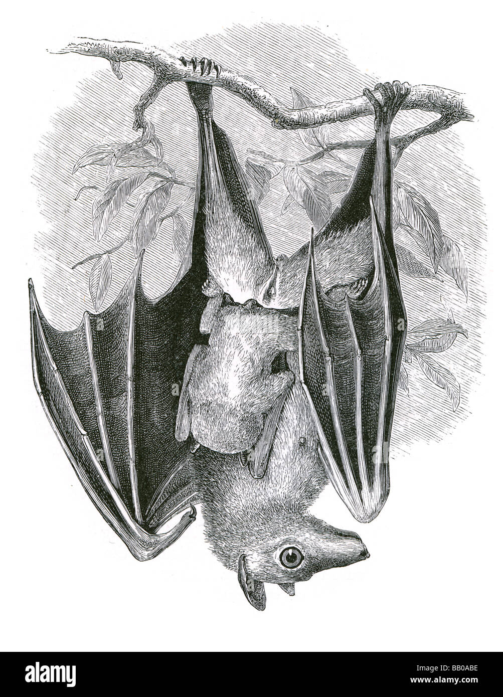 collard fruit bat and young Stock Photo