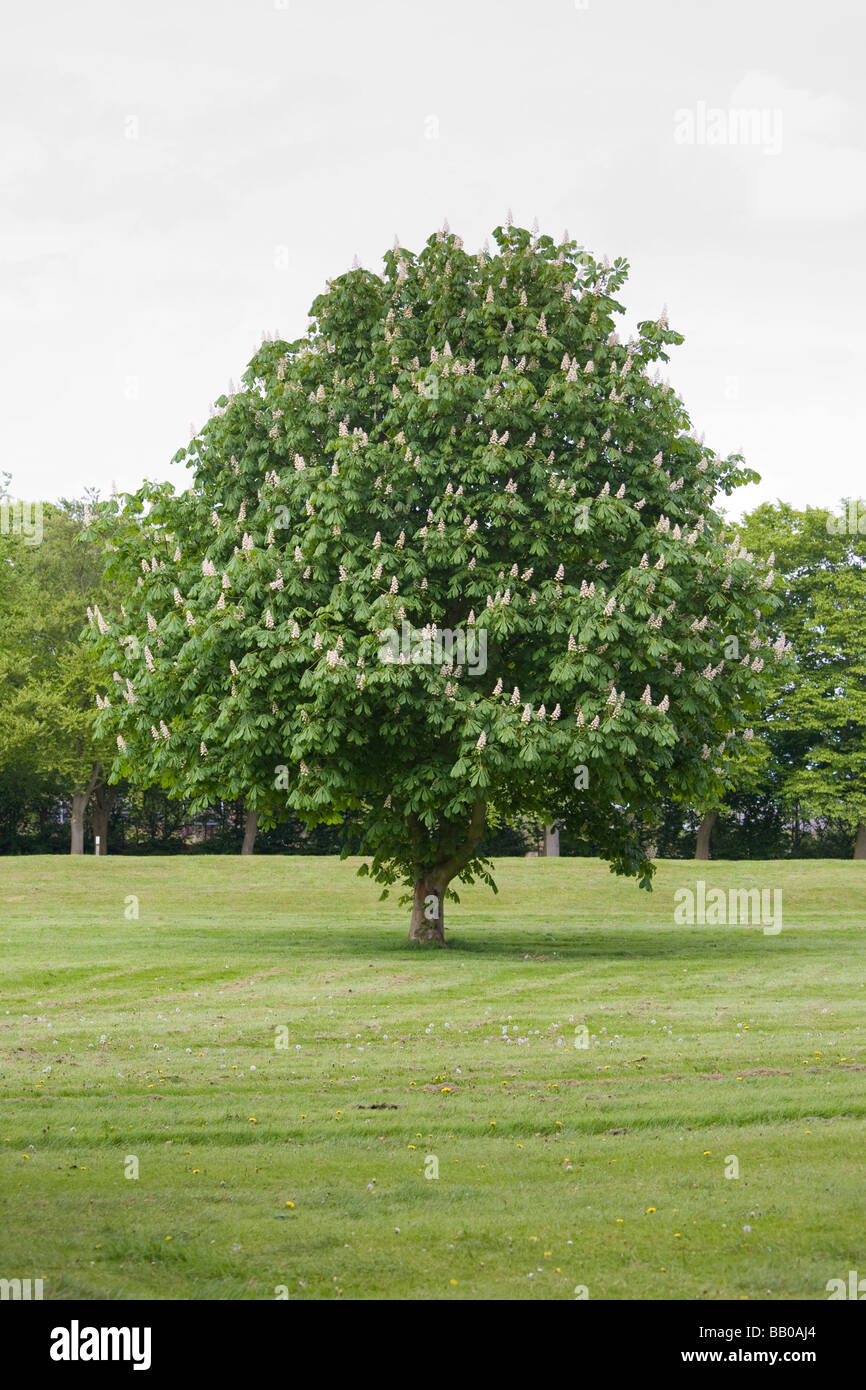 Horse chestnut tree hi-res stock photography and images - Alamy