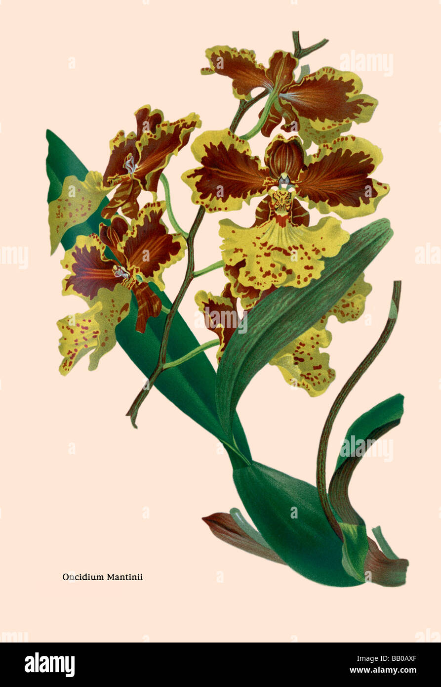 Orchid: Oncidium Mantinii Stock Photo
