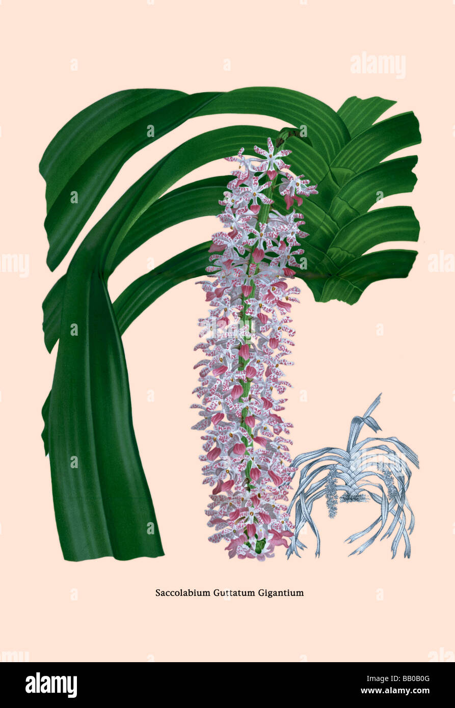 Orchid: Saccolabium Guttatum Gicanticum Stock Photo