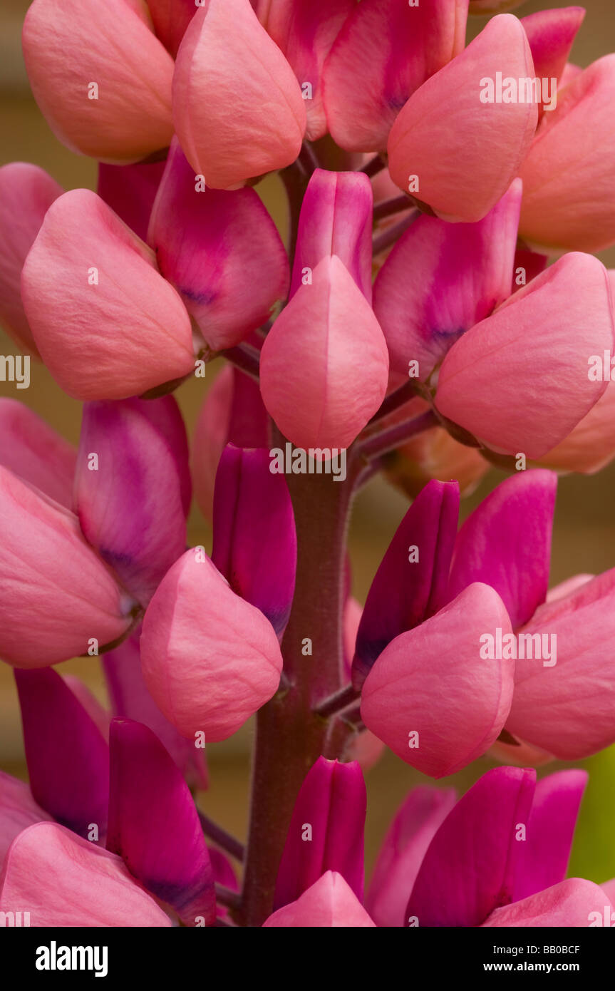 Lupins garden shrub hires stock photography and images Alamy