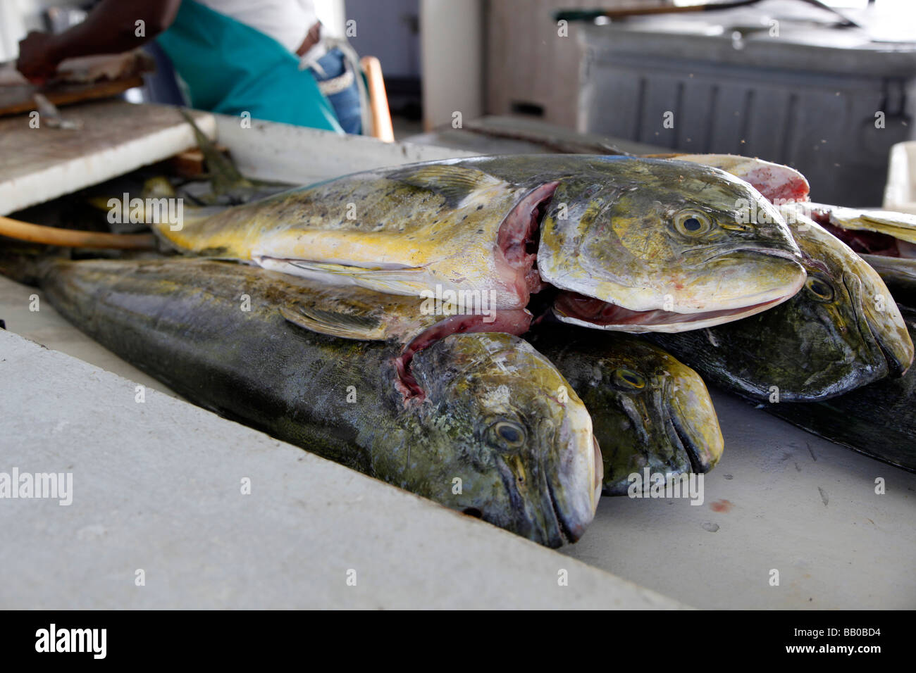 The mahimahi (in Hawaiian)[1] (Coryphaena hippurus) also known as