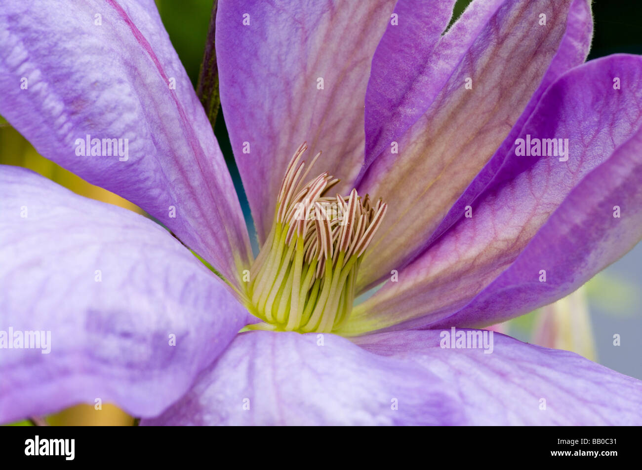 Stamens Of A Violet Blue Clematis Stock Photo