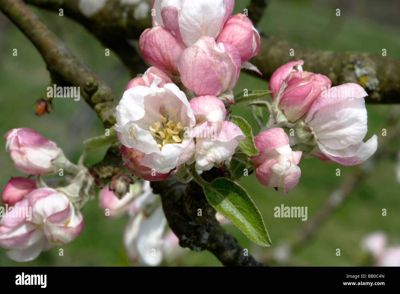 Apple blossom in spring Stock Photo