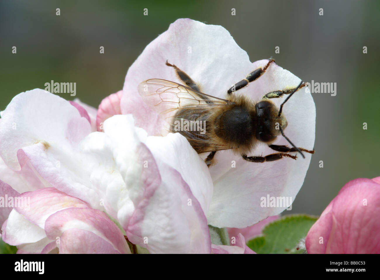 Apple blossom in spring with bee Stock Photo