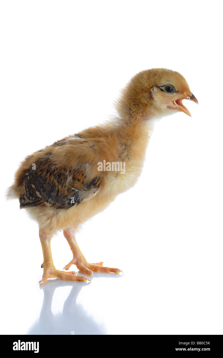 10 day old chick Stock Photo