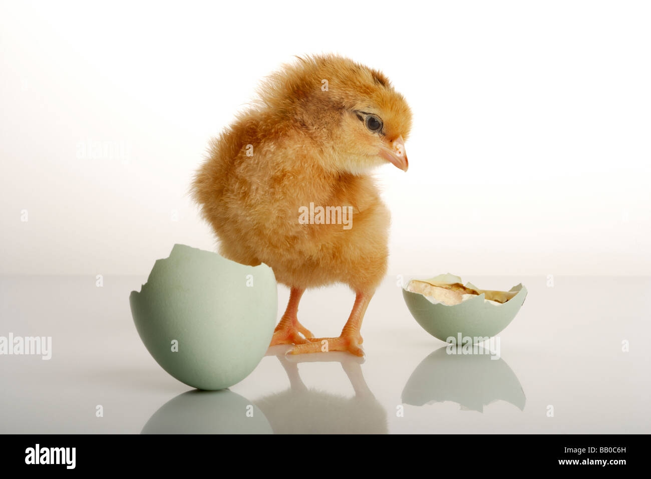 Newly born chick and hatched egg Stock Photo