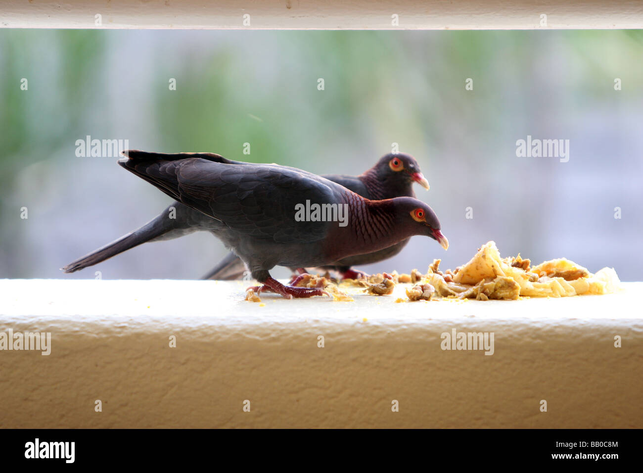 Caribbean Pigeons eating Stock Photo