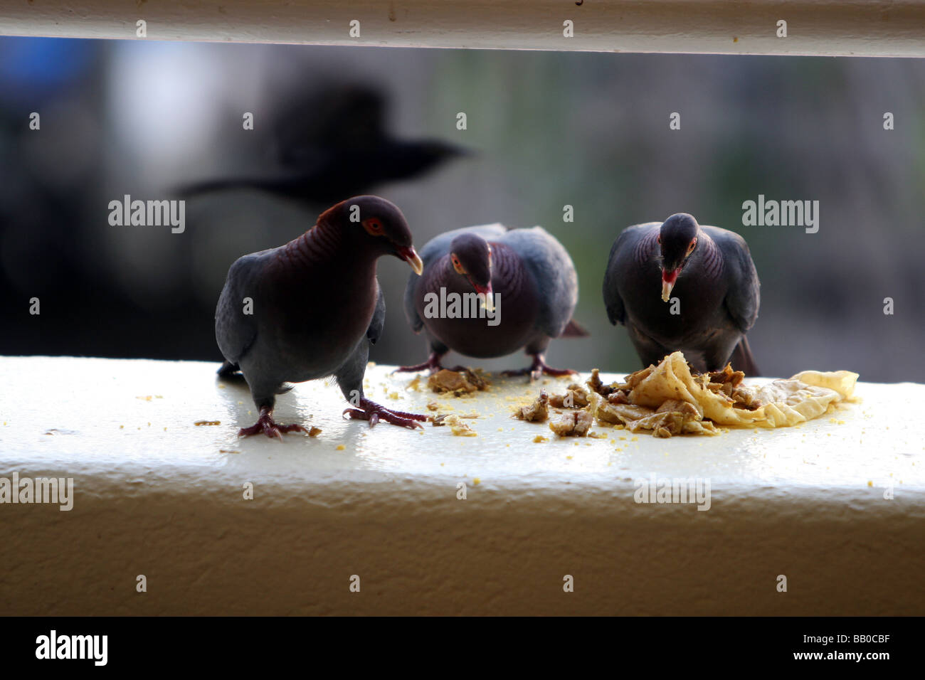 Caribbean Pigeons eating birds wildlife Stock Photo