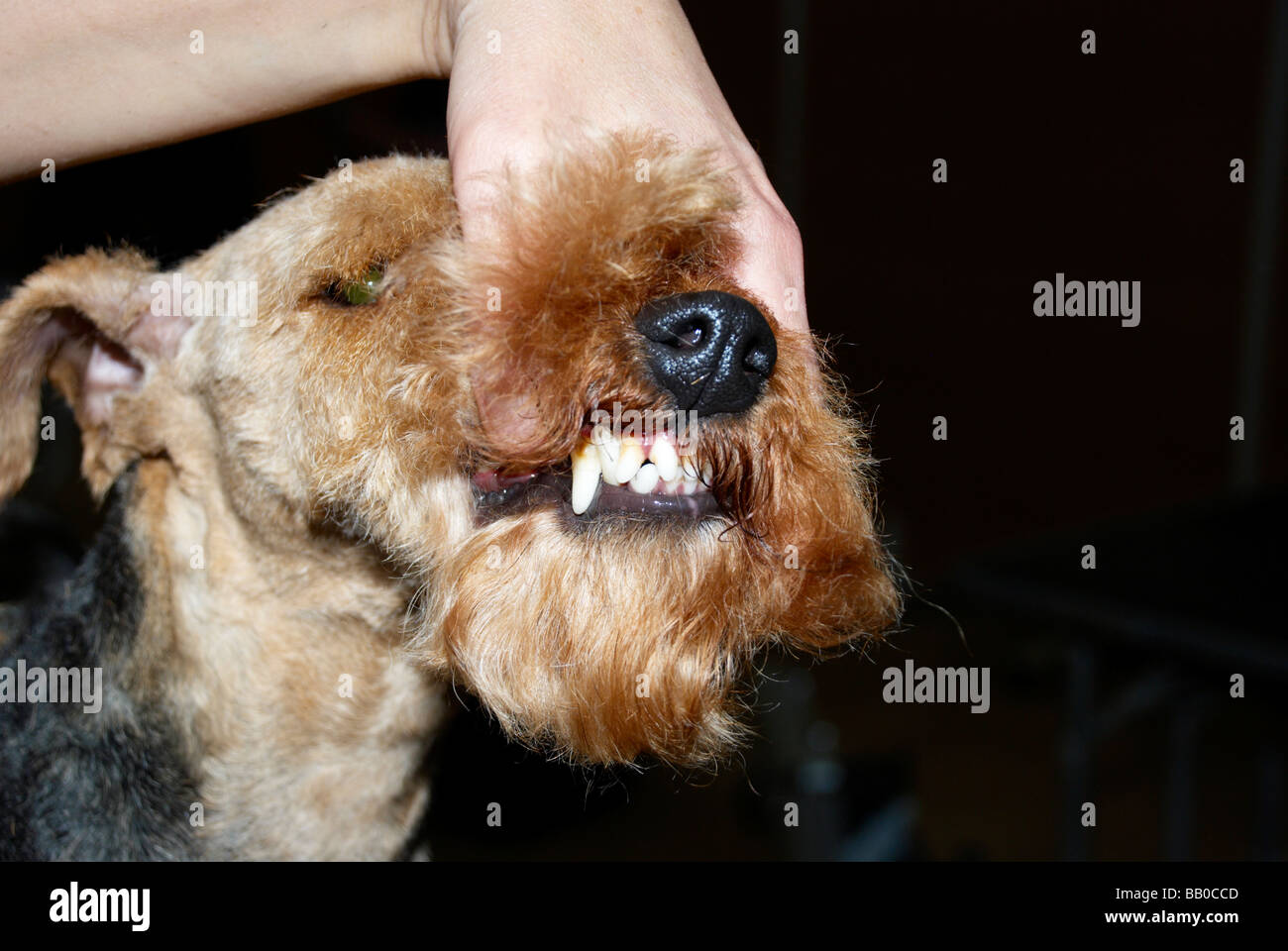 Dog Grooming Wakefield Dog Grooming Wakefield
