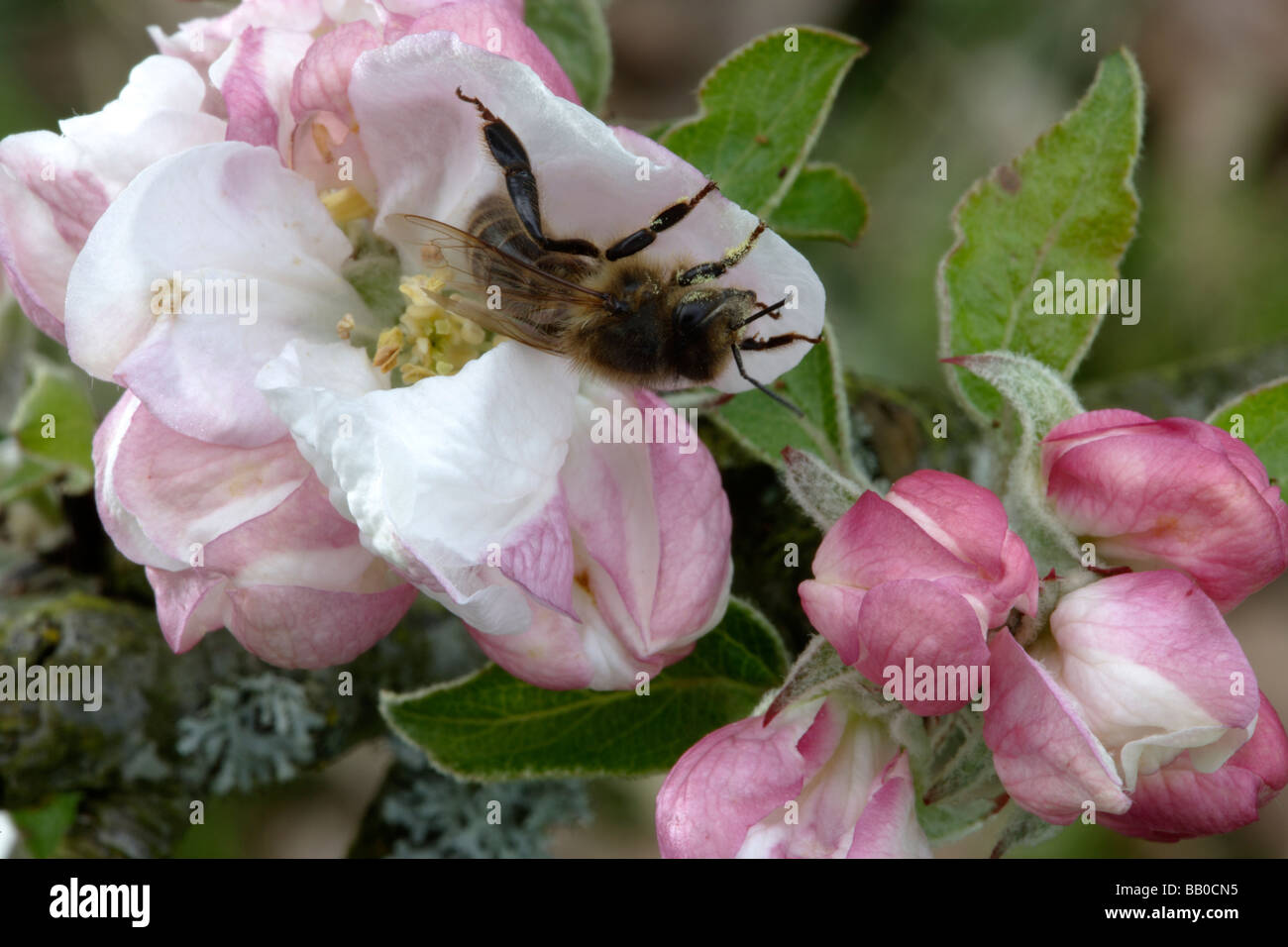 Apple pollen hi-res stock photography and images - Alamy