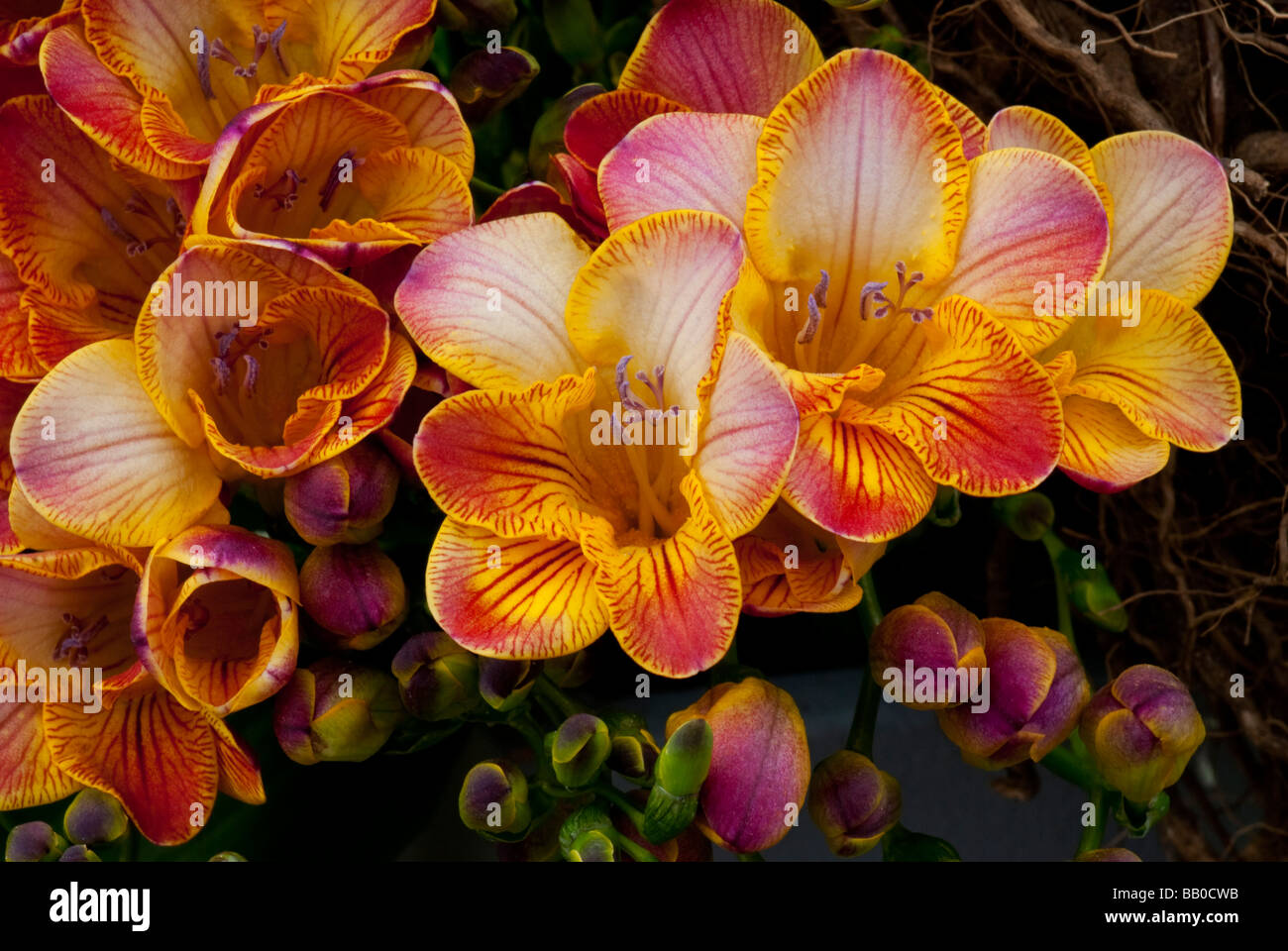Freesia Flower Closeup Stock Photo
