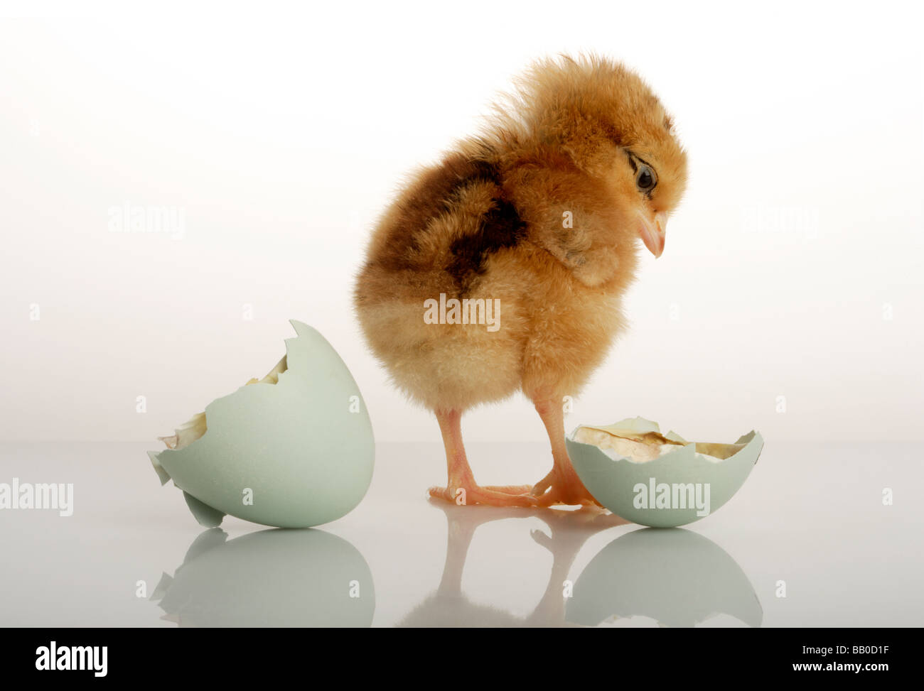 Newly born chick and hatched egg Stock Photo Alamy