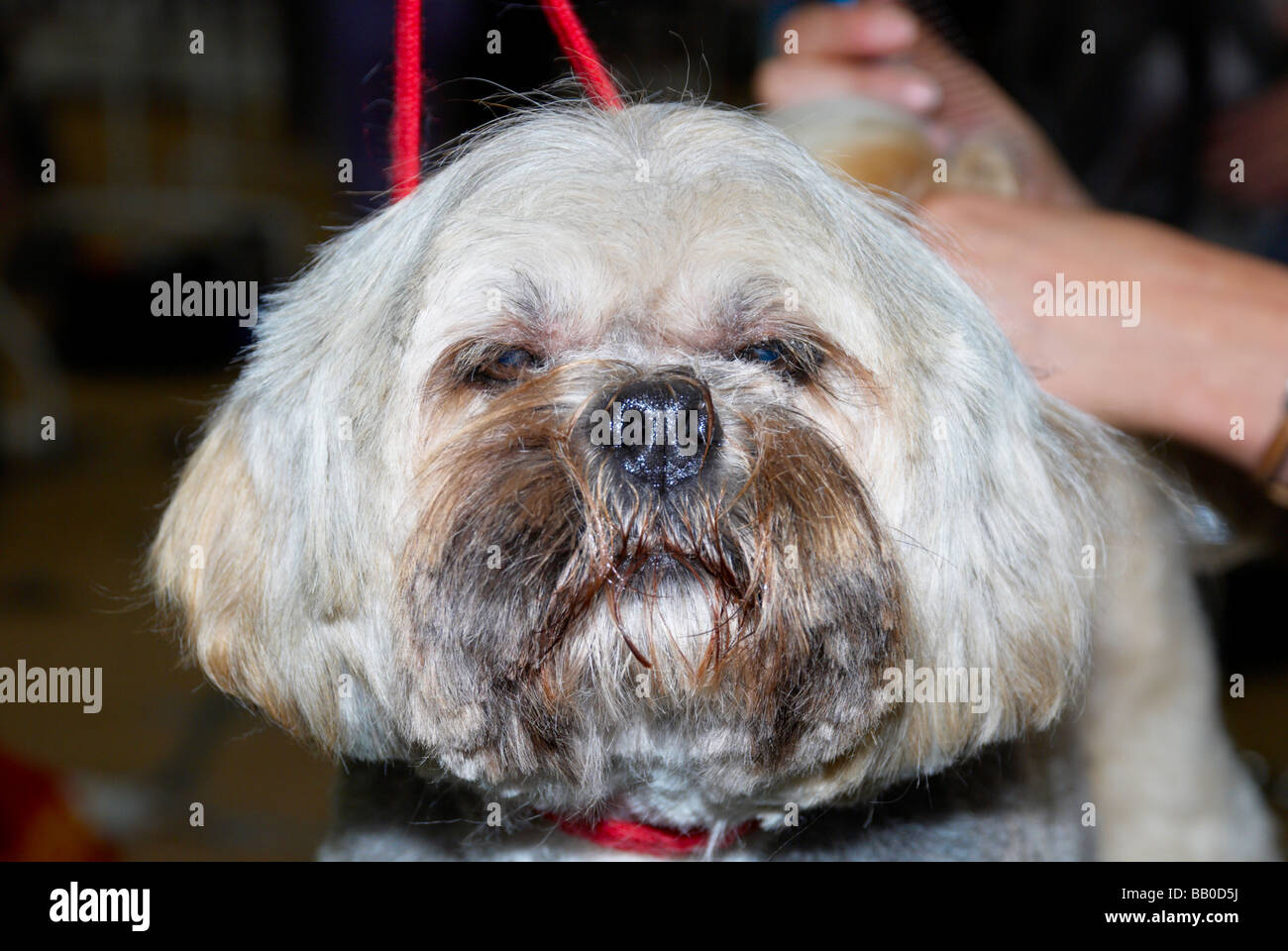 The Premier Groom dog grooming competition at MyPetStop in Tingley