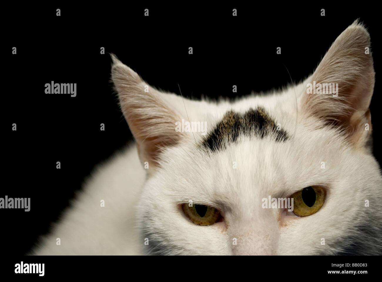 White cat with tabby marking Stock Photo