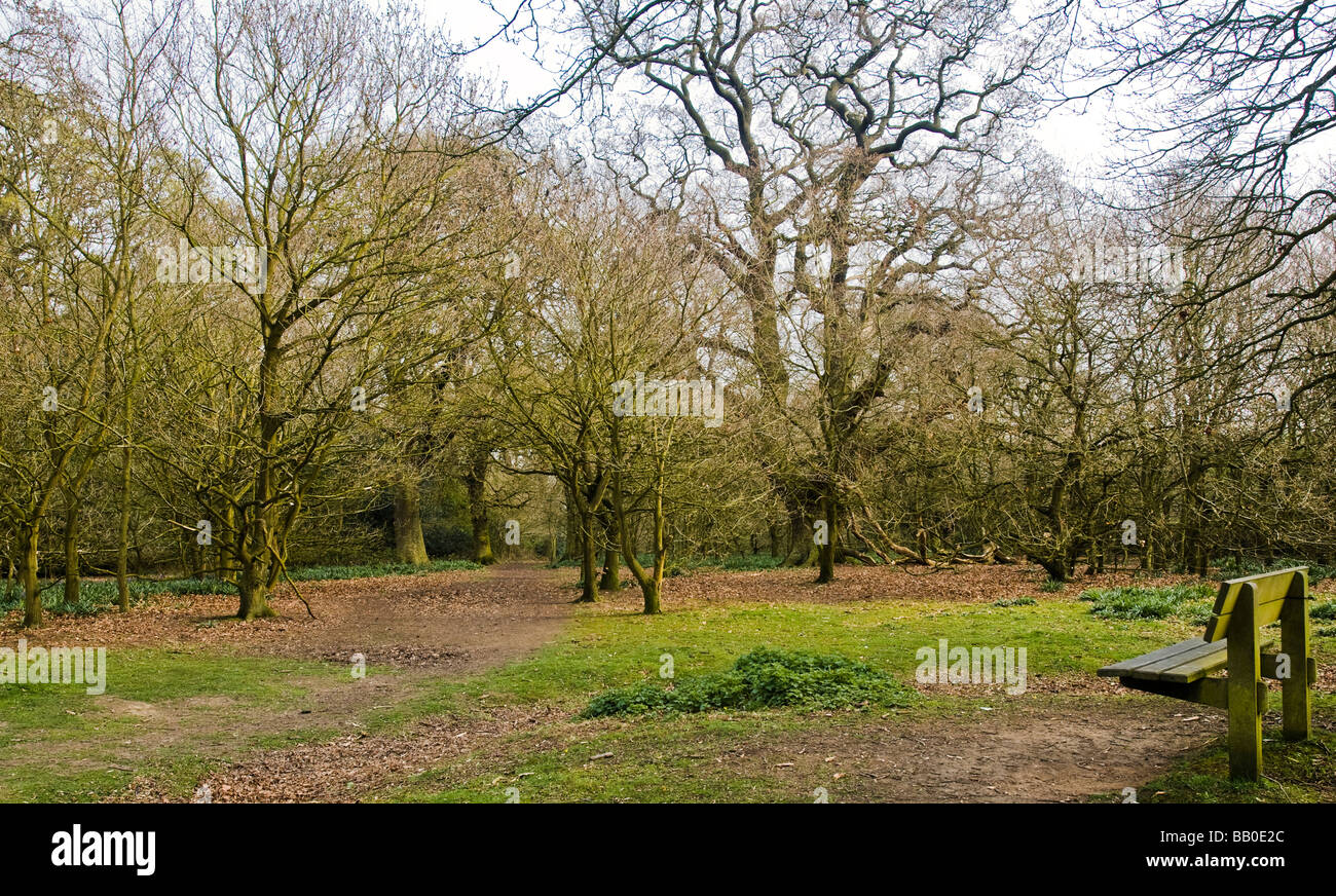 Early spring trees in Burton Bushes Beverley Westwood East