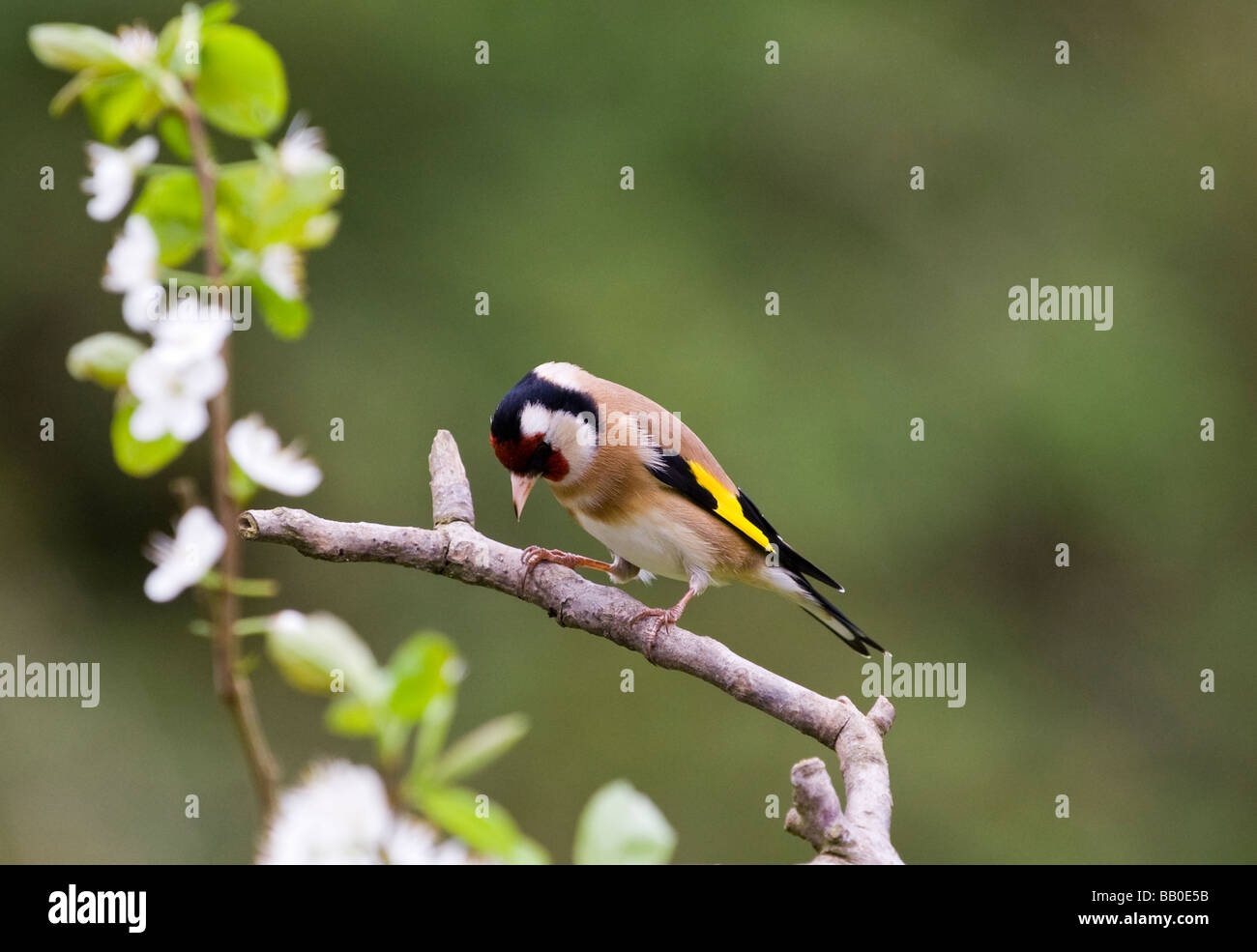 European Goldfinch Carduelis carduelis looking down on a flowering