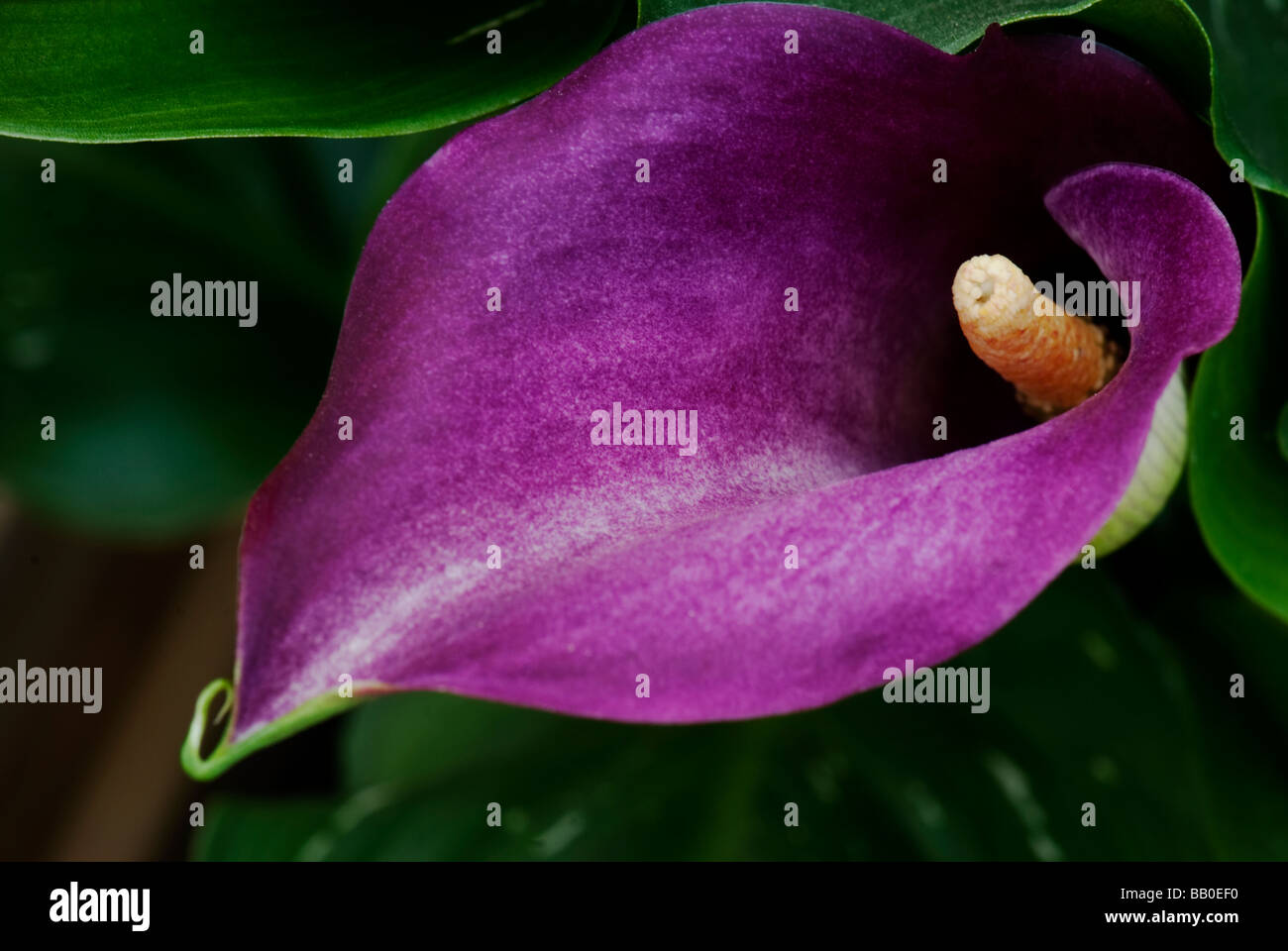 Dark Purple Calla Lily Stock Photo - Alamy