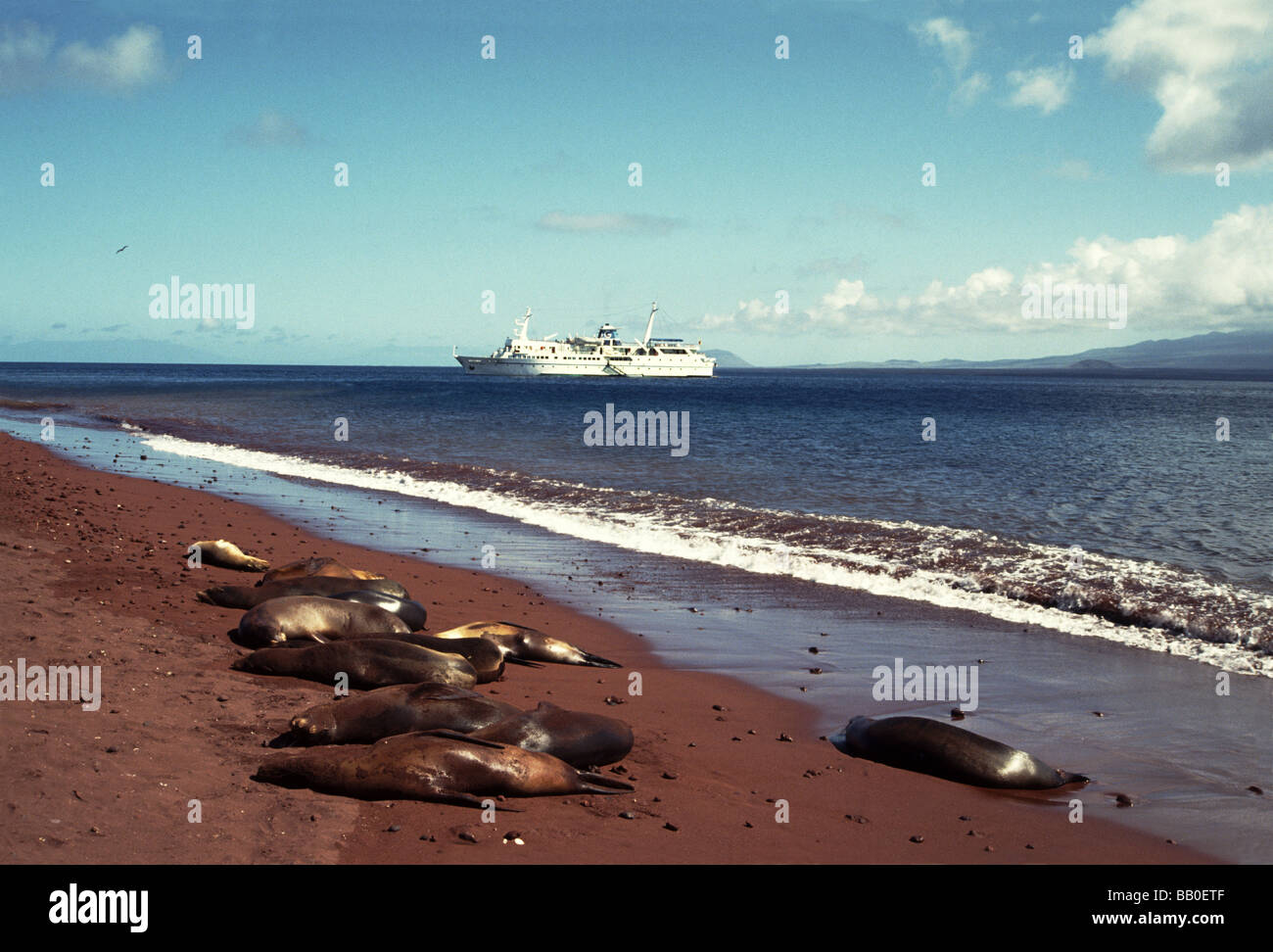Galapagos Islands.Jervis Island. Sea Lion 'Zalophus wollebacki' on the beach. Stock Photo