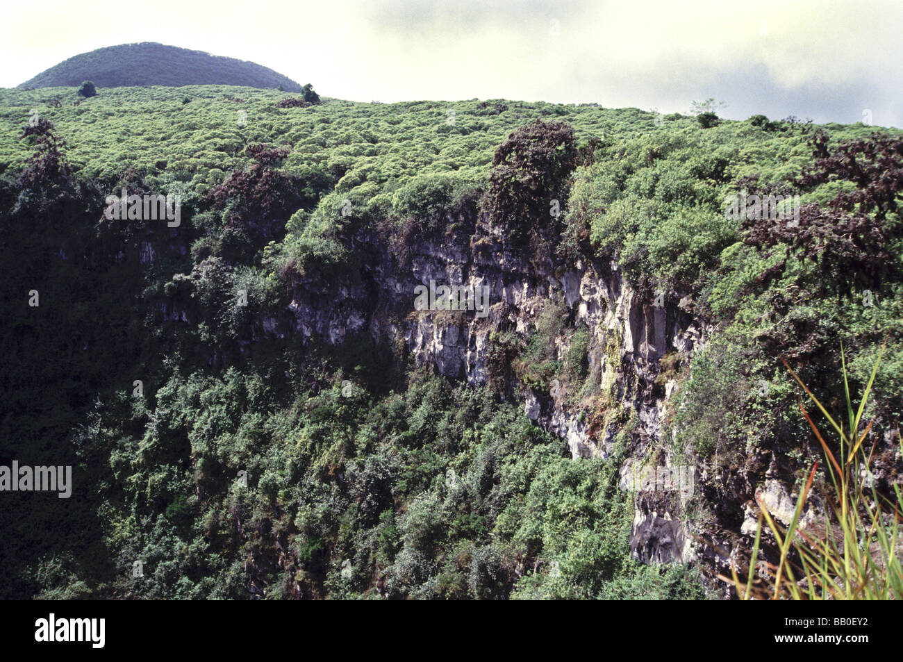 Galapagos Islands.Santa Cruz Island. Pit crater in the cloud-forest which covers a large part of the island. Stock Photo