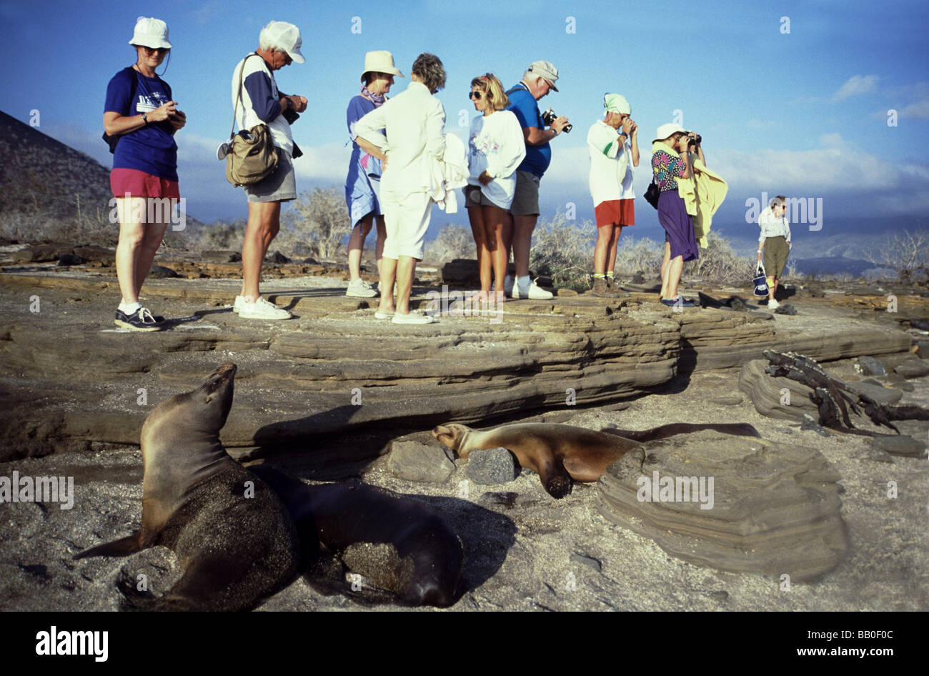 Galapagos Islands.Tourists with sea lions .Fernandina Island. Stock Photo