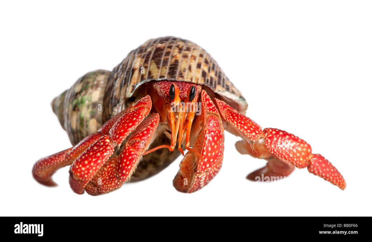 hermit crab Coenobita perlatus in front of a white background Stock Photo
