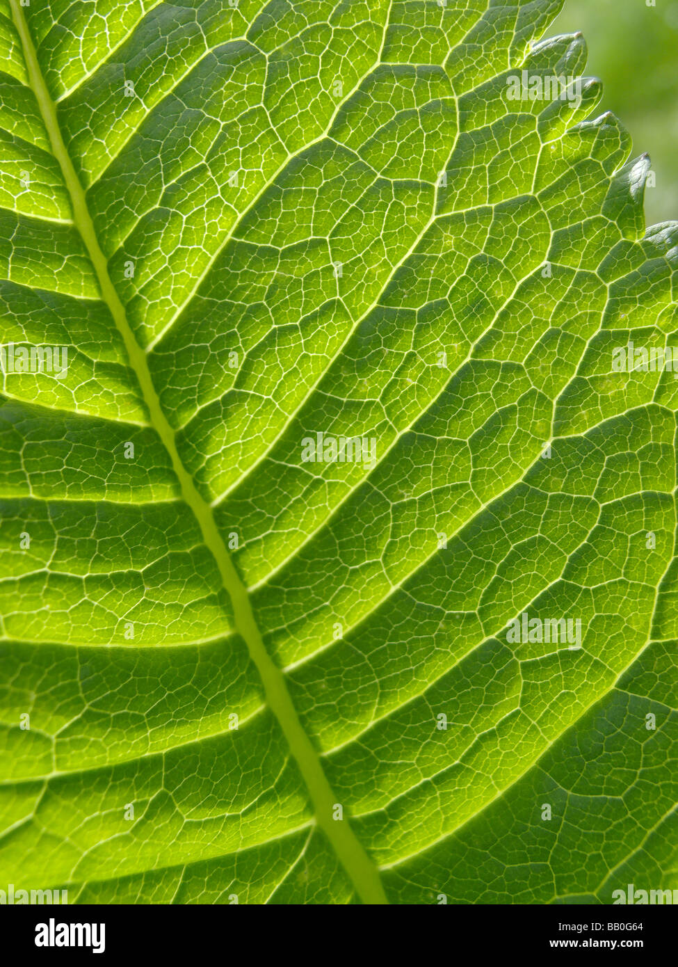 Close-up of leaf 2 in Abbey Fish Ponds Nature Reserve Oxfordshire Stock Photo
