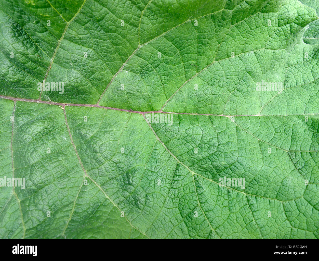 Close-up of leaf in Abbey Fish Ponds Nature Reserve Oxfordshire Stock Photo