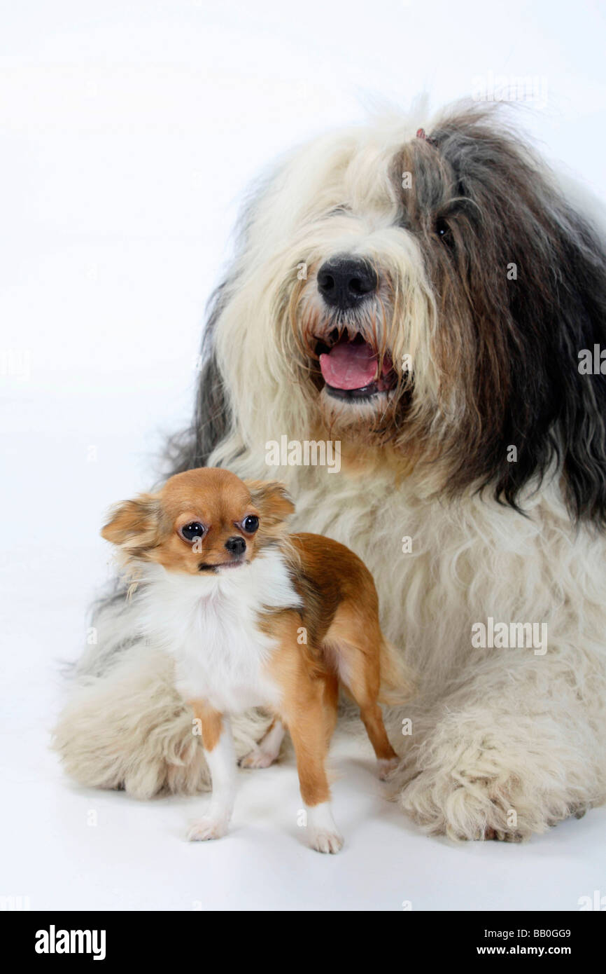 Bobtail Dog Old English Sheepdog Stock Photos Bobtail Dog Old