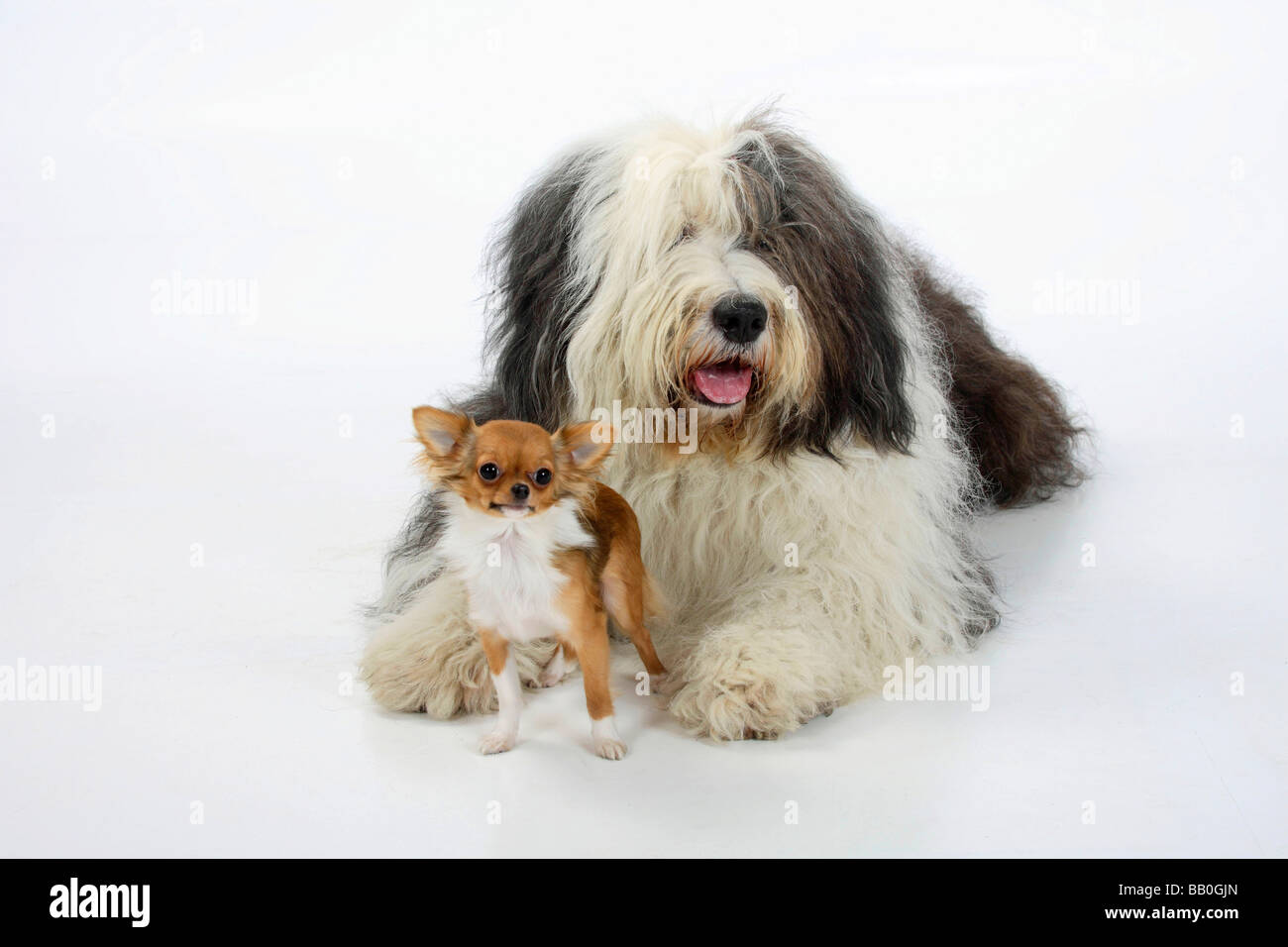 Viejo pastor inglés  English sheepdog, Old english sheepdog, Old