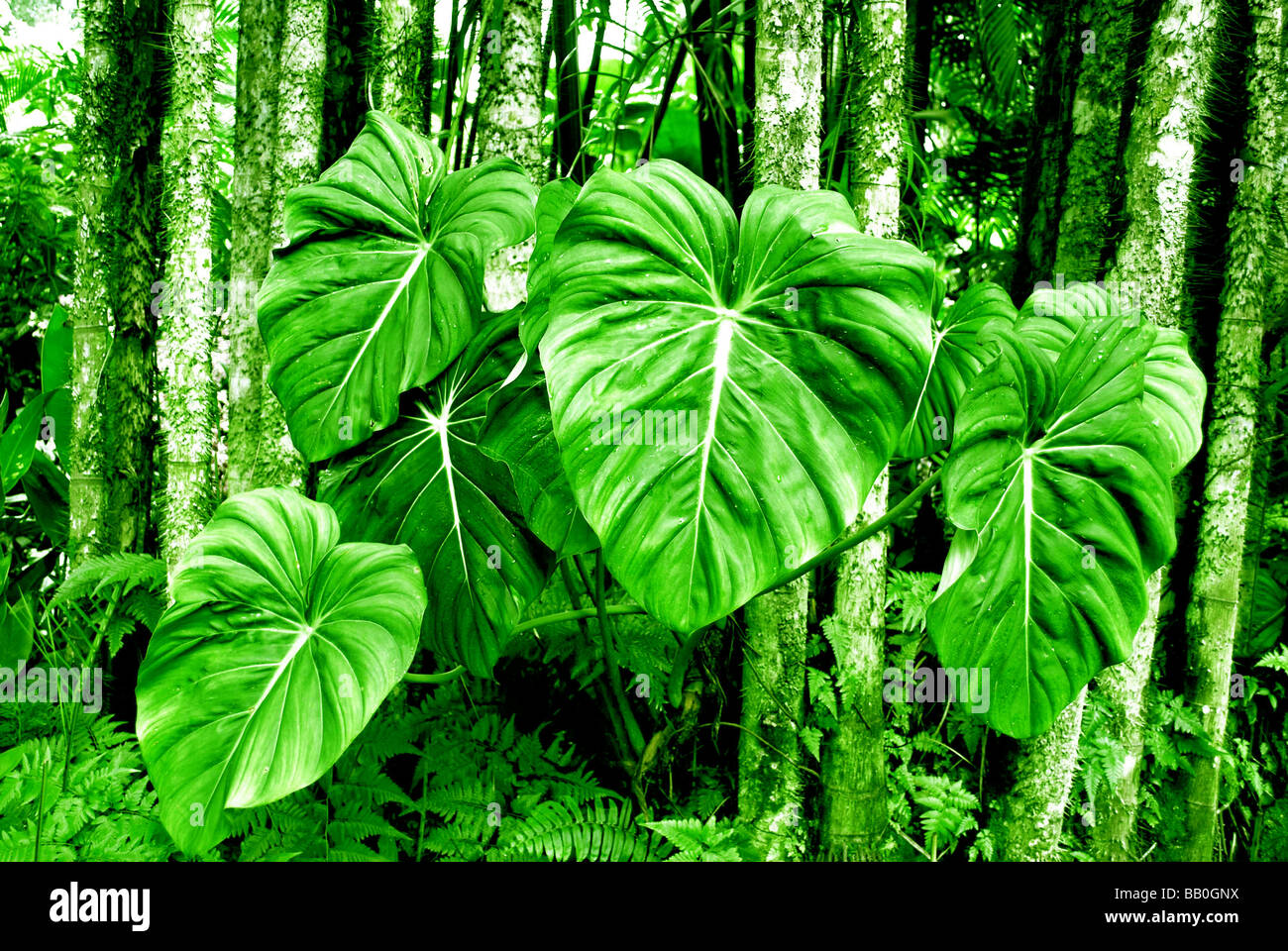 Giant leaves in the jungle Stock Photo