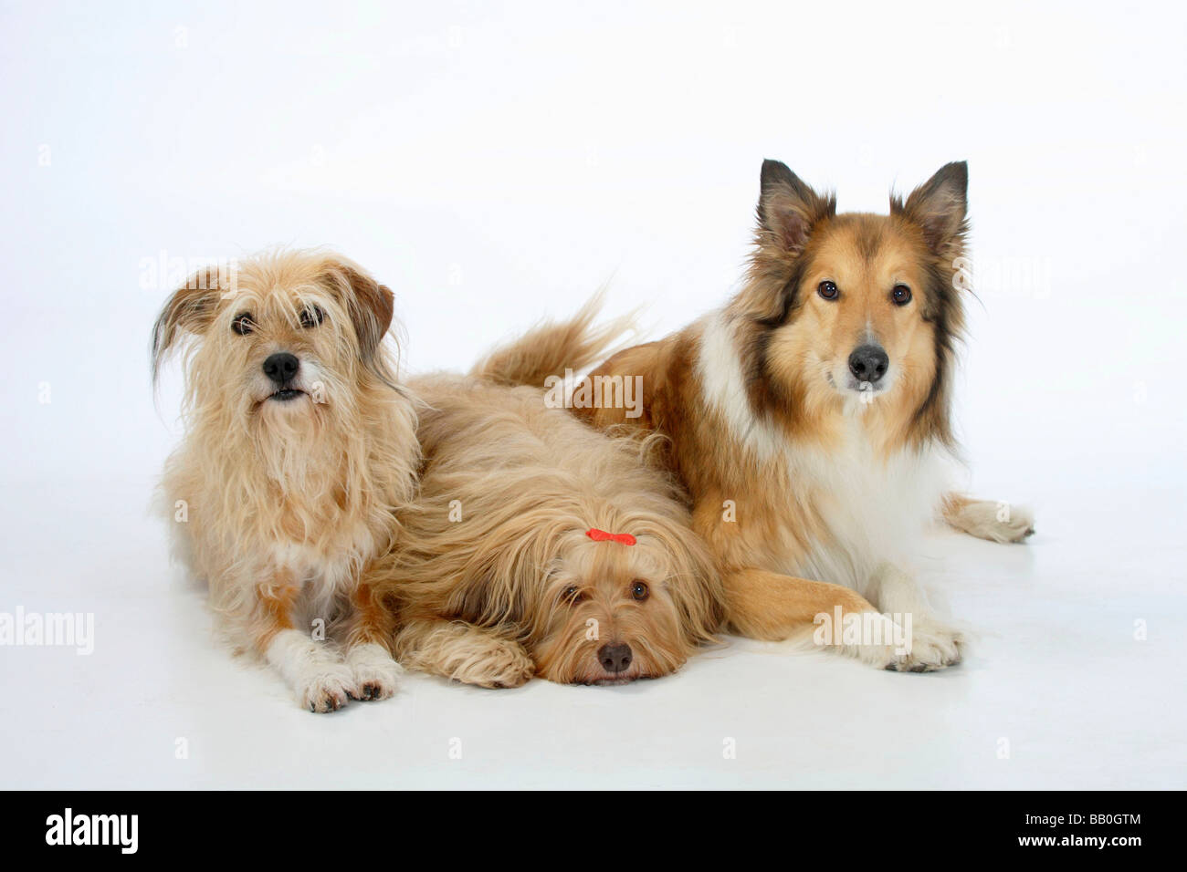 Mixed Breed Dogs and Rough Collie Stock Photo