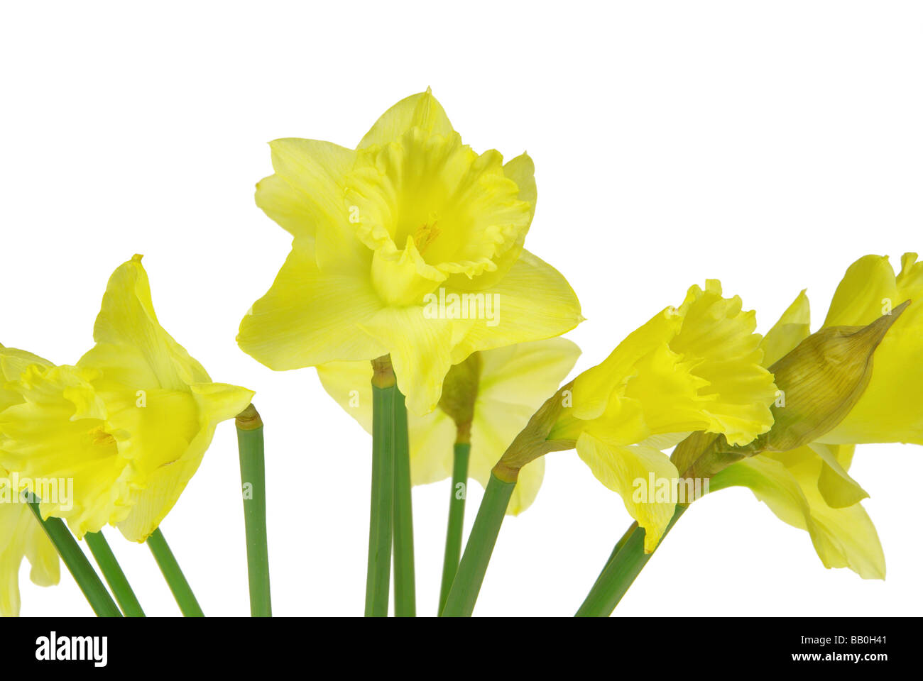 Osterglocke auf weiss daffodil on white 01 Stock Photo