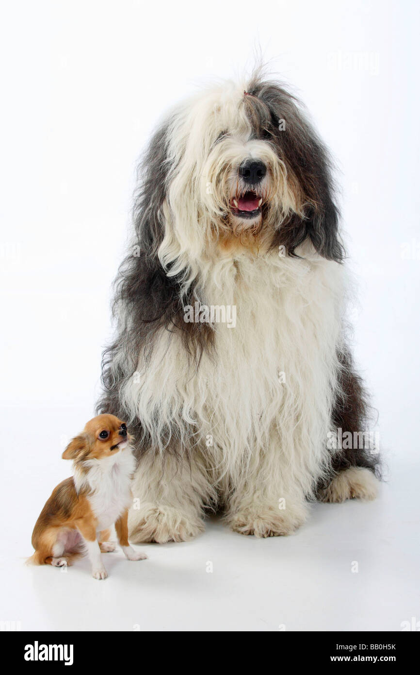 Chihuahua sheepdog mix 2025
