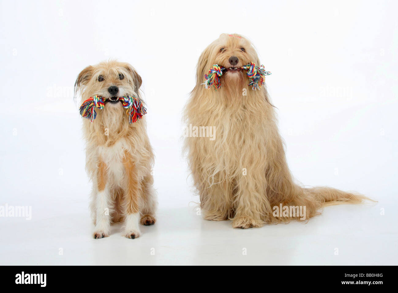 Toy mixed top breed dogs