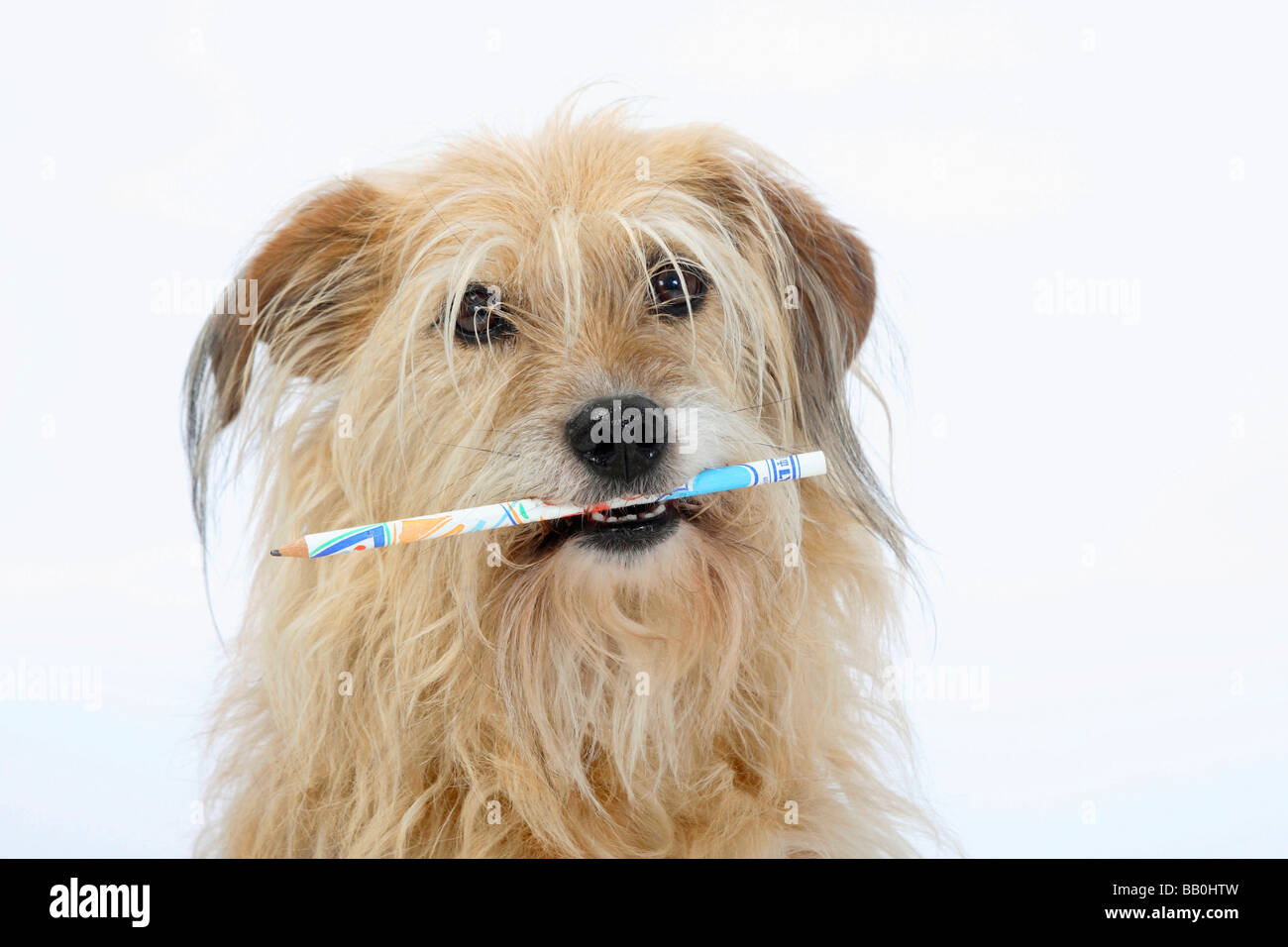 Pencil the dog hires stock photography and images Alamy
