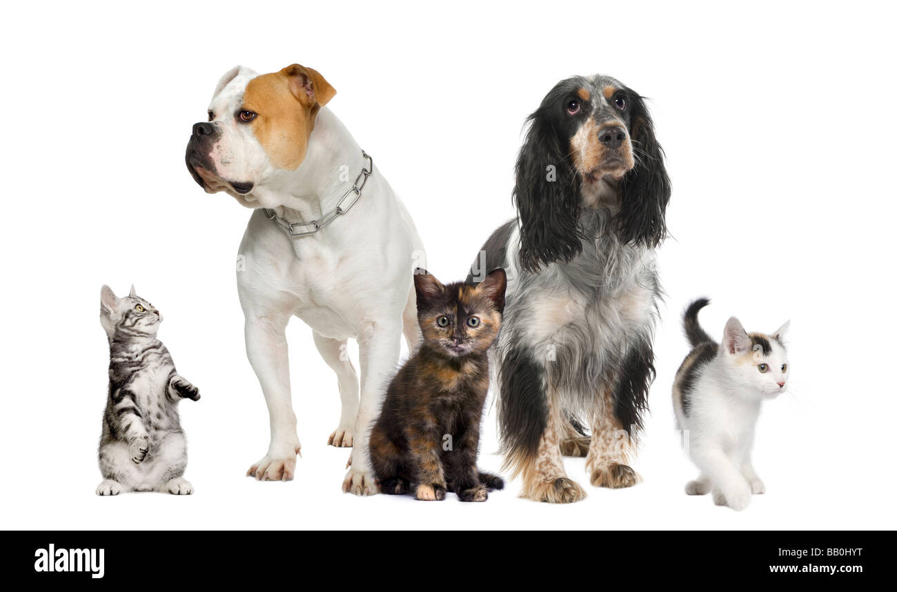 Group Of Pets Dogs And Cats In Front Of A White Background Stock Photo group-of-pets-dogs-and-cats-in-front-of-a-white-background-stock-photo