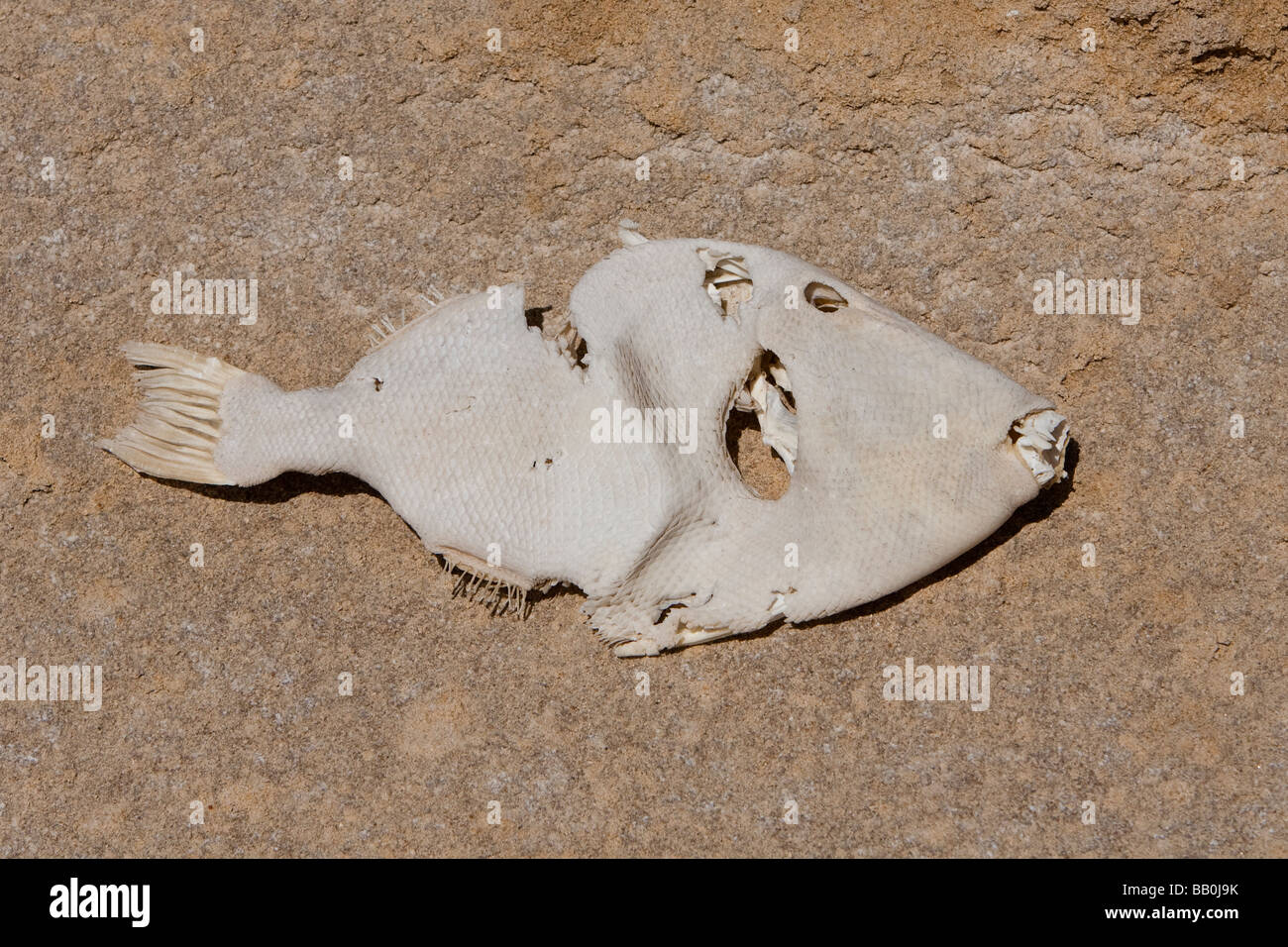 Fischhaut sundried fish skin of parrot fish spp. Punto Colorado Baja
