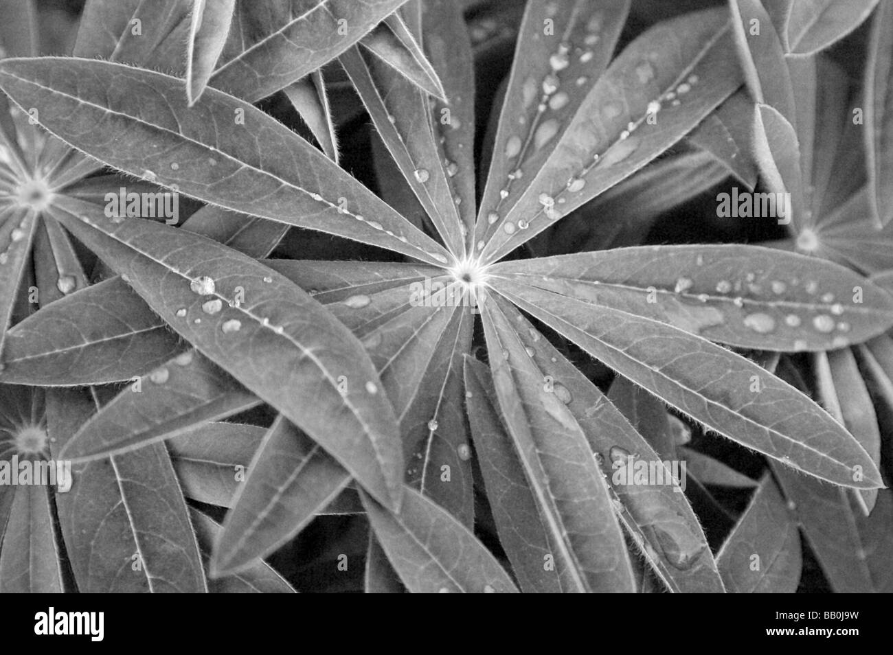 Black and White star shaped Lupin Leaves with Water droplets in Spring Stock Photo