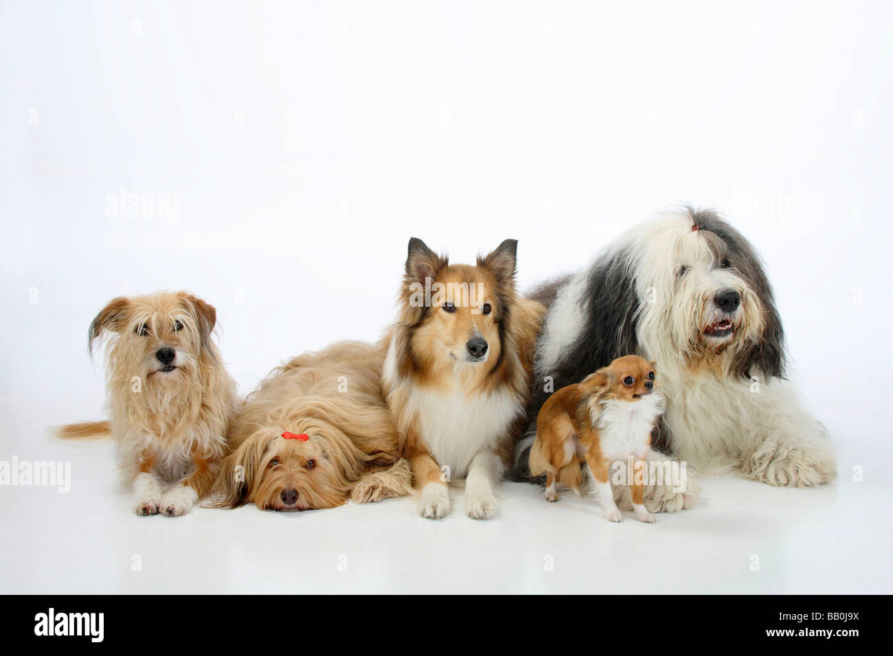 Chihuahua sheepdog mix 2025