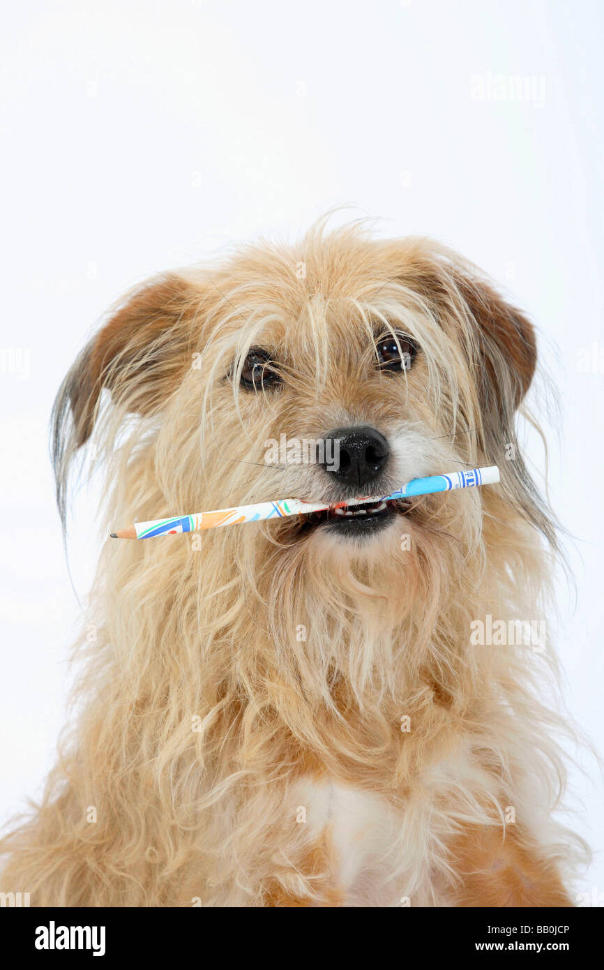 Pencil the dog hires stock photography and images Alamy