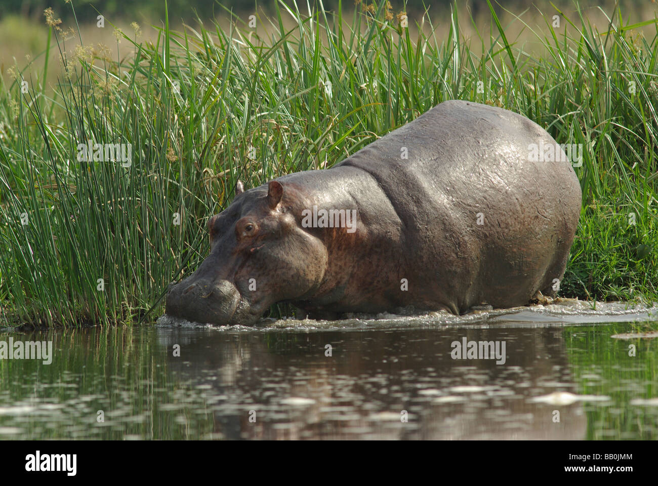 Hippopotamus - Hippopotamus amphibus Stock Photo