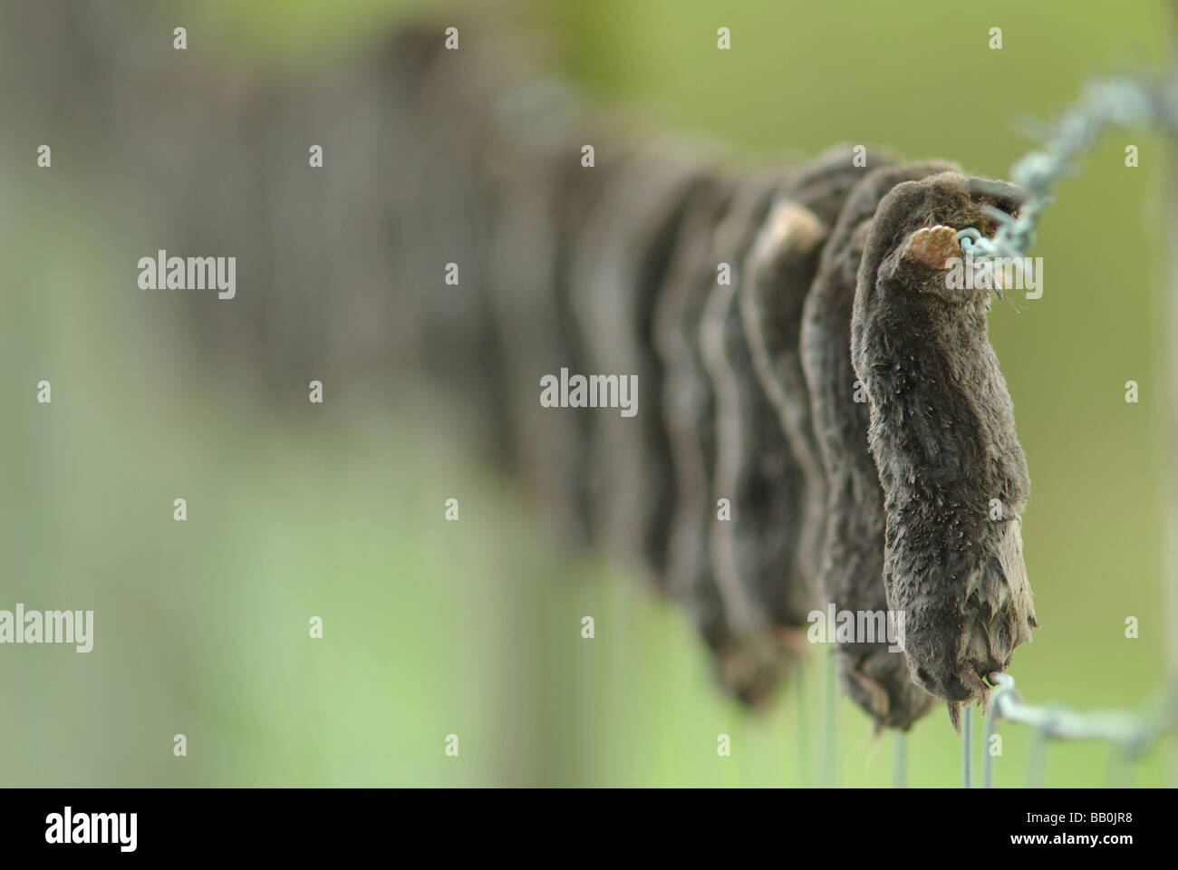 Dead moles (Talpa europaea) hung on a barbed wire fence. Stock Photo