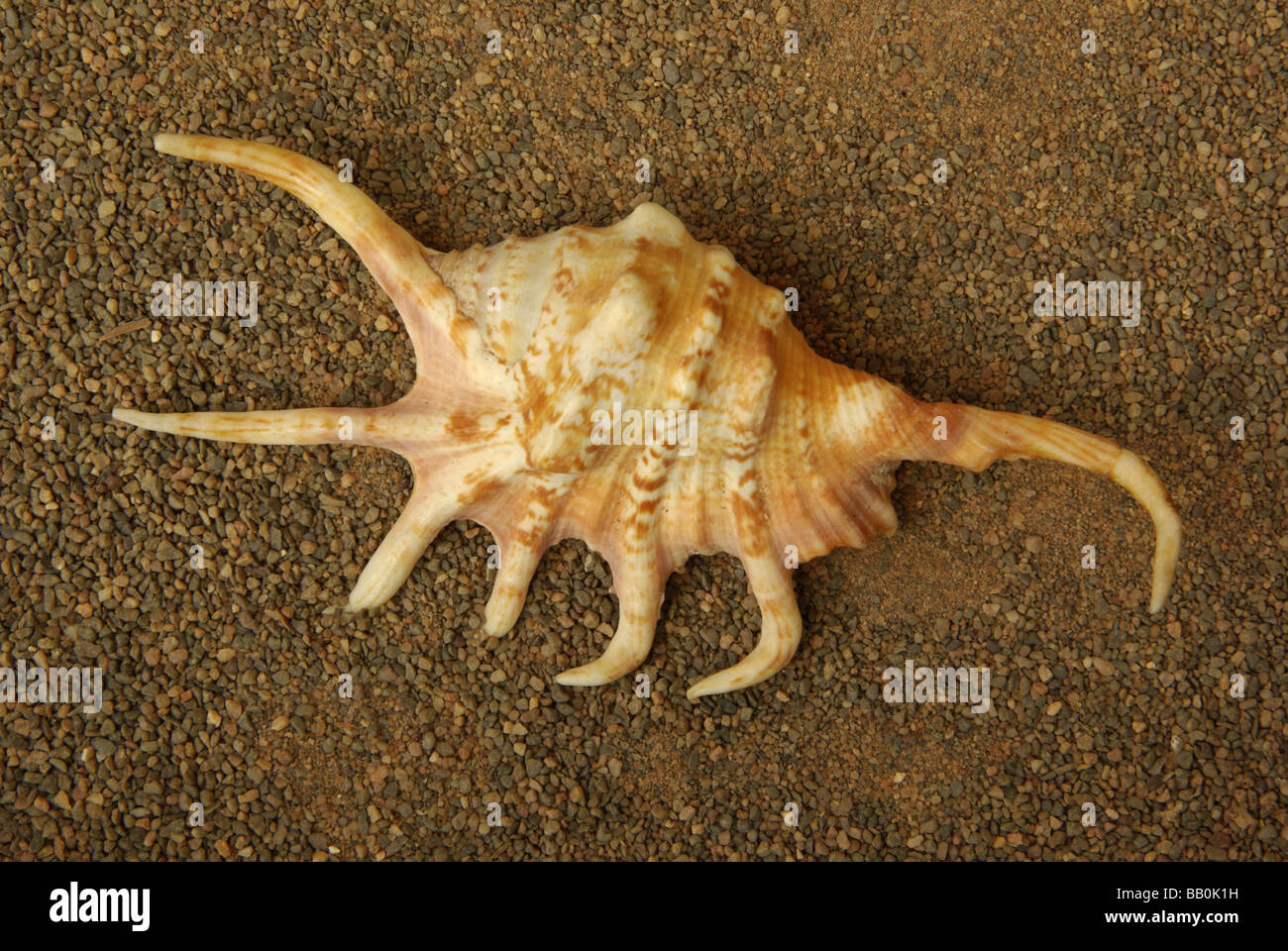 Lambis crocata Stock Photo