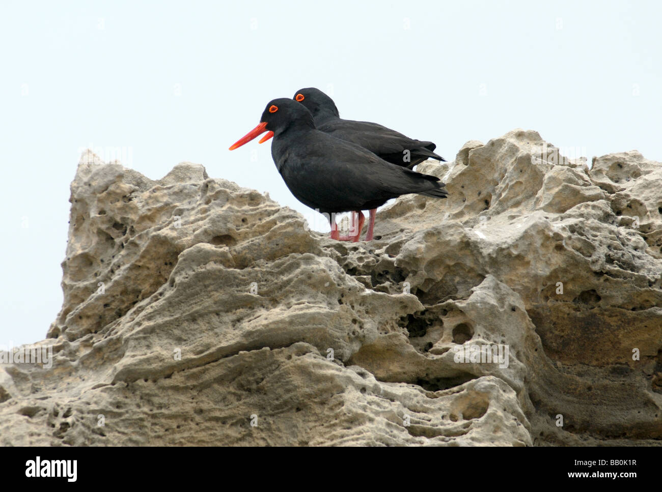 A pair of African Black Oystercatchers Haematopus moquini resting on a