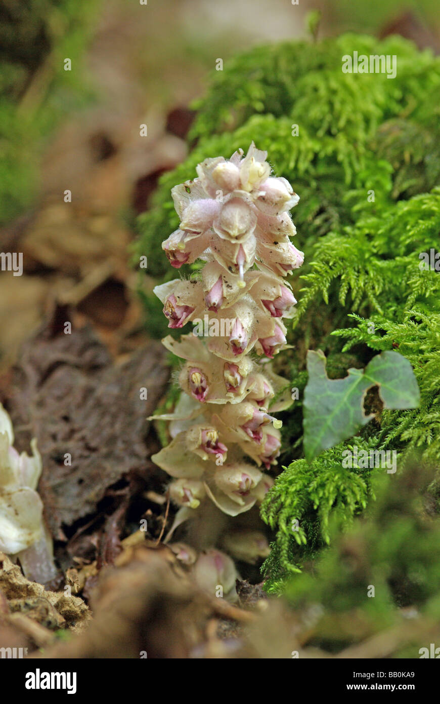 Toothwort Lathraea squamaria Stock Photo Alamy