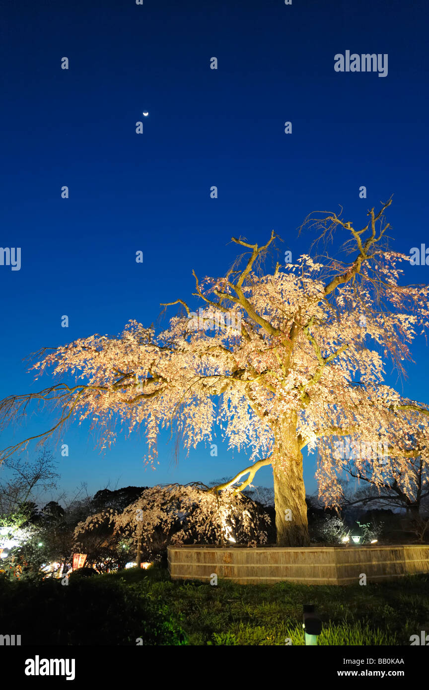 Cherry Blossoms Festival at Maruyama Park, Kyoto JP Stock Photo Alamy